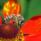 Wildbiene schlürft an Sonnenbraut