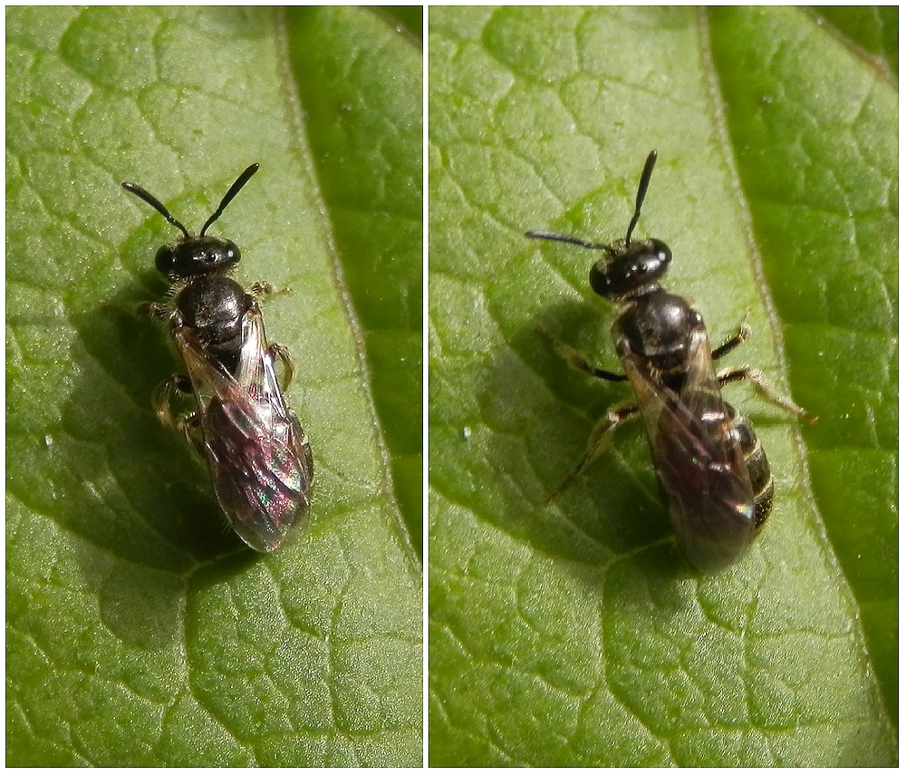 Wildbiene - Schmalbiene (Lasioglossum) - Weibchen