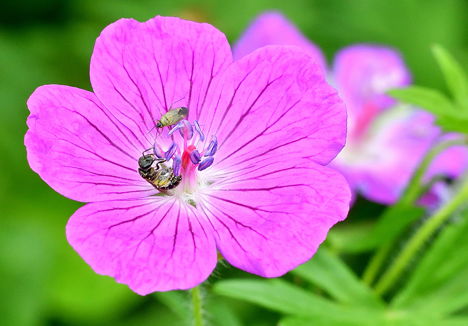 Wildbiene und braunschwarze Nesselweichwanze im Storchenschnabel