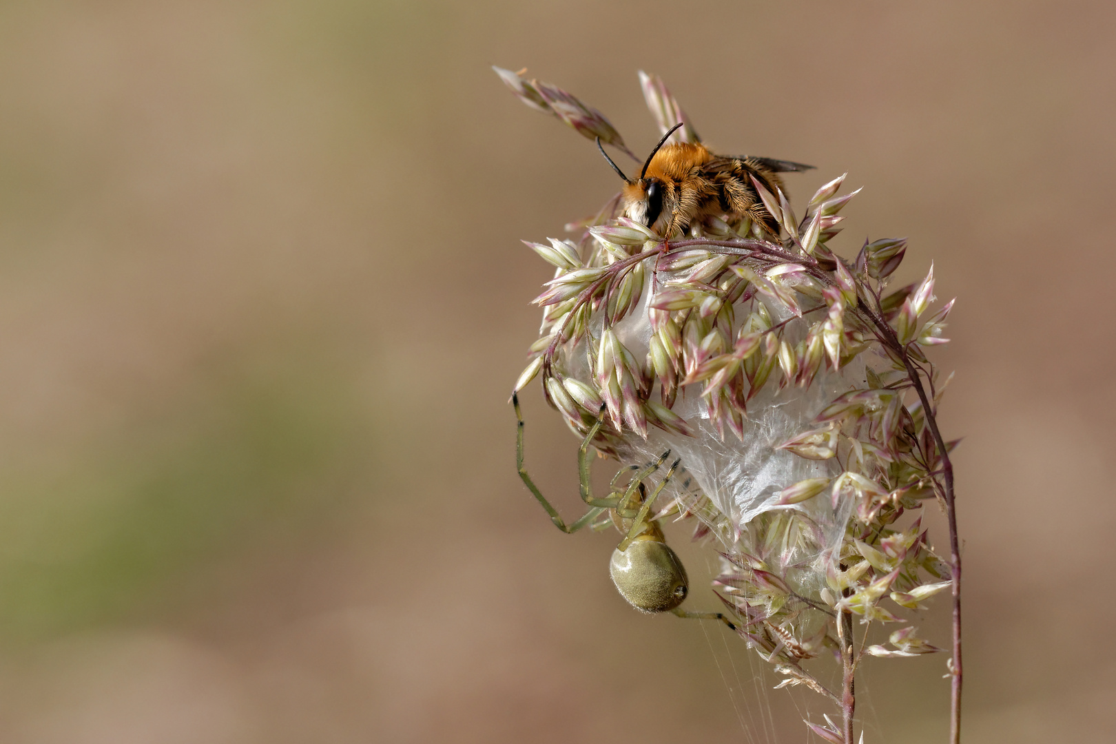 Wildbiene und Dornfinger 