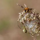 Wildbiene und Dornfinger 