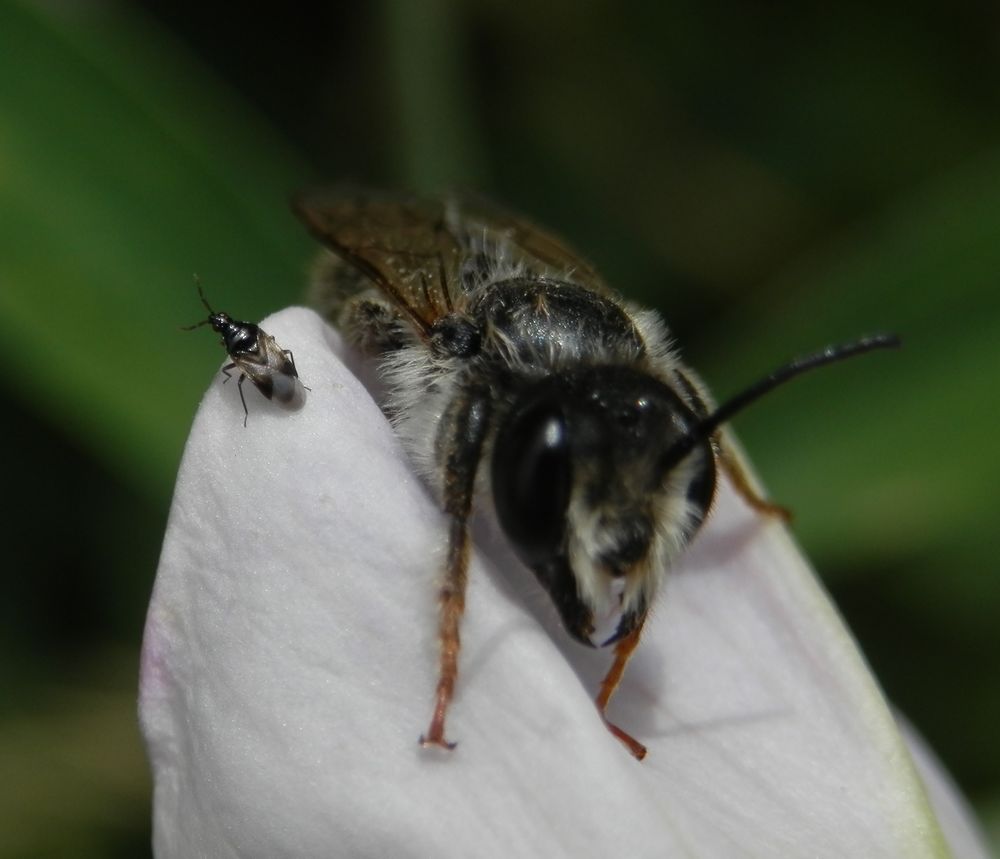 Wildbiene und eine räuberische Blumenwanze auf einer Gartenwicke