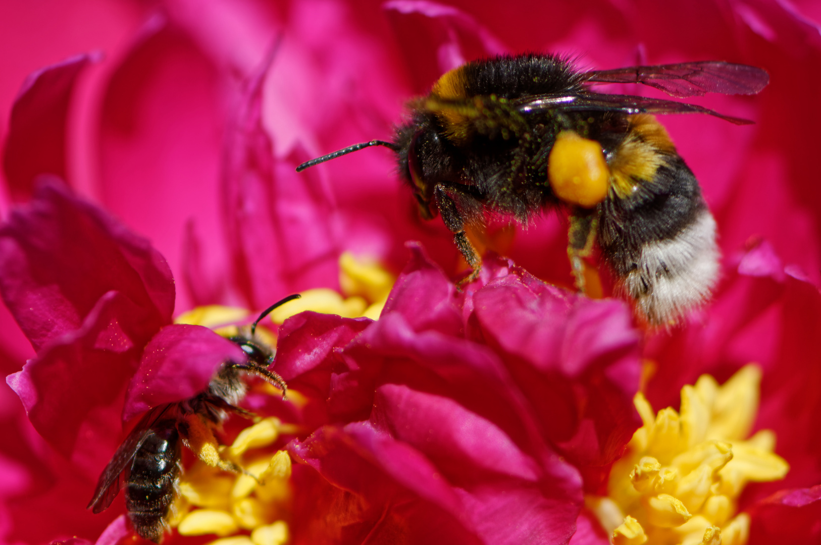 Wildbiene und Hummel