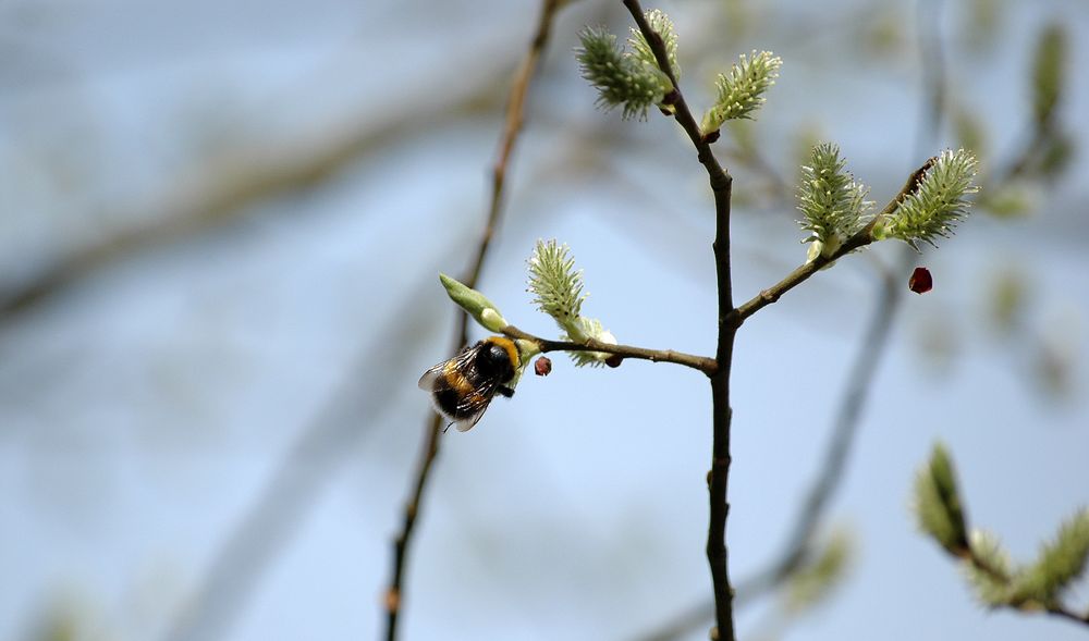 Wildbiene und Weide