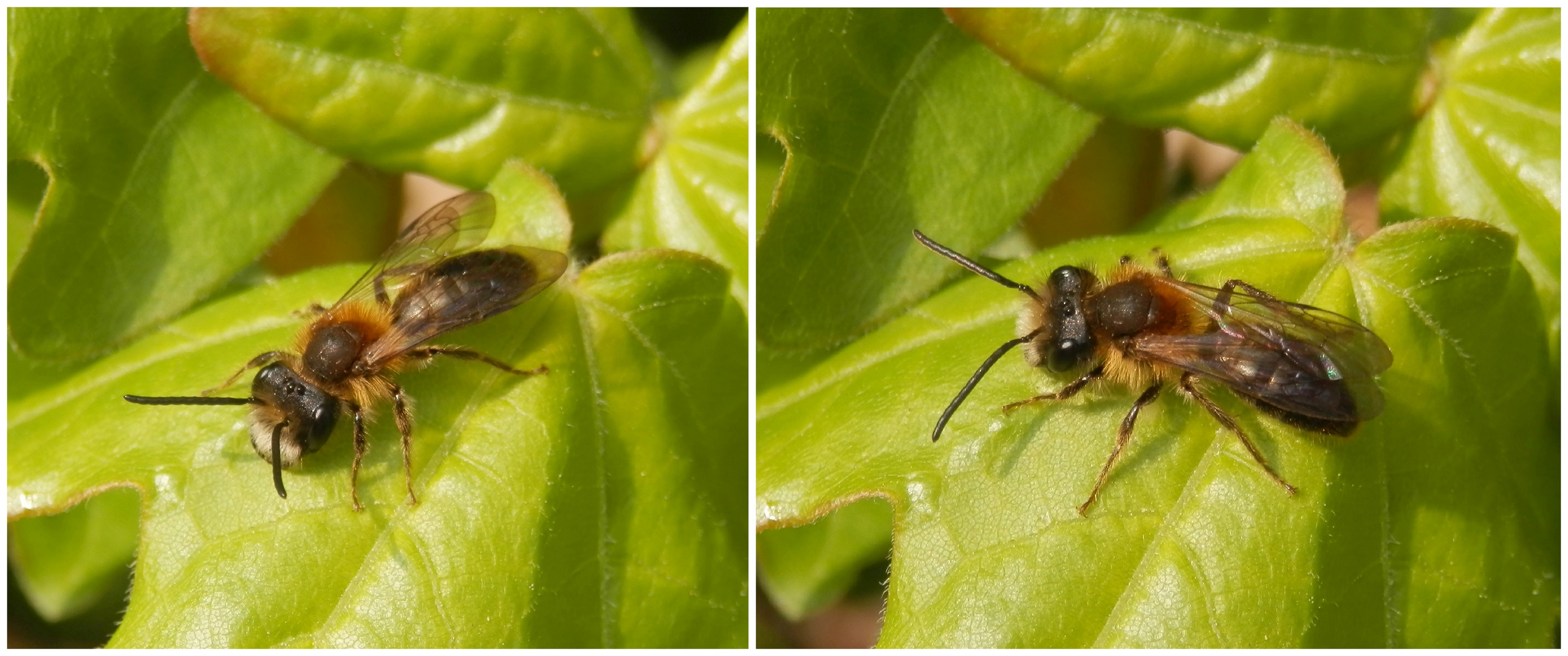 Wildbiene - Vielleicht die Gewöhnliche Zwergsandbiene (Andrena minutula) ???