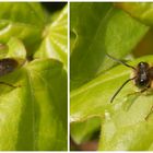 Wildbiene - Vielleicht die Gewöhnliche Zwergsandbiene (Andrena minutula) ???