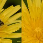 Wildbiene voll Blütenstaub  3D 