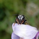 Wildbiene von einem Regenschauer erwischt