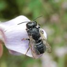 Wildbiene von einem Regenschauer erwischt