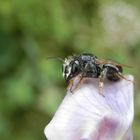 Wildbiene von einem Regenschauer erwischt