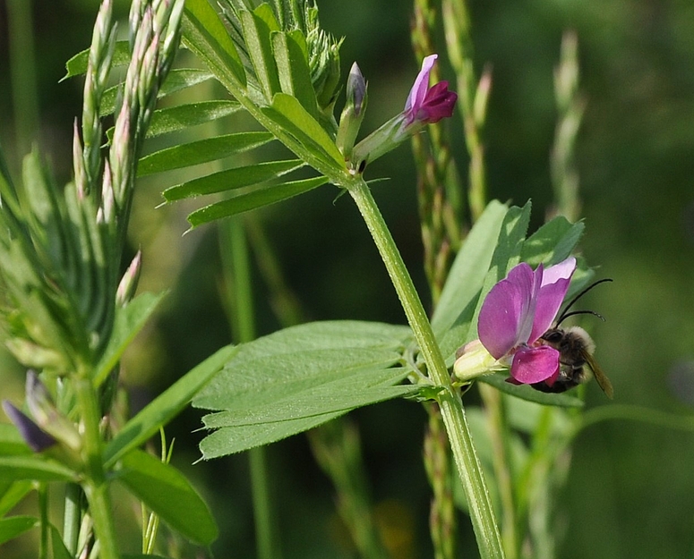 Wildbiene -welche ?