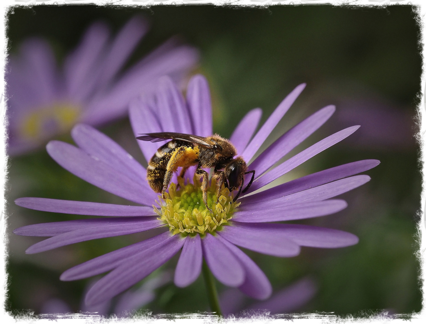 Wildbiene zu Besuch ..