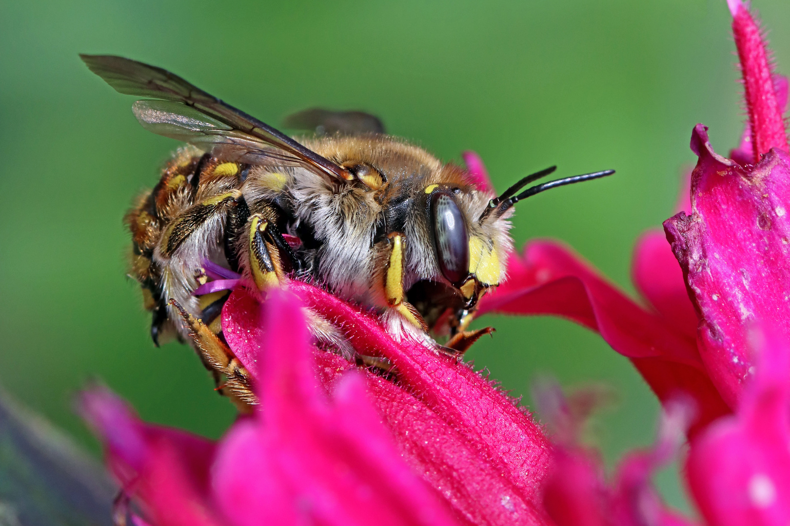 Wildbiene zu Besuch bei mir