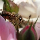 Wildbiene zwischen Rosen