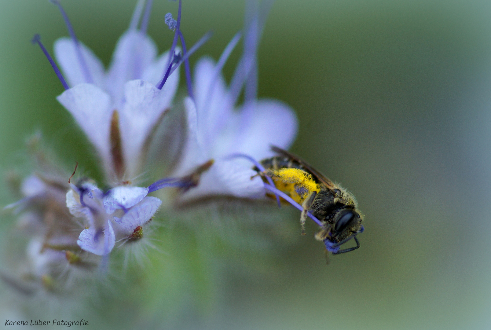 Wildbiene"gepudert"