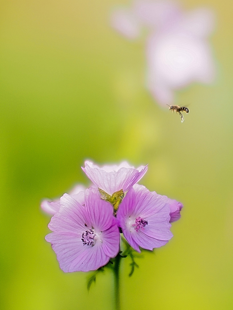 Wildbiene_im_Anflug