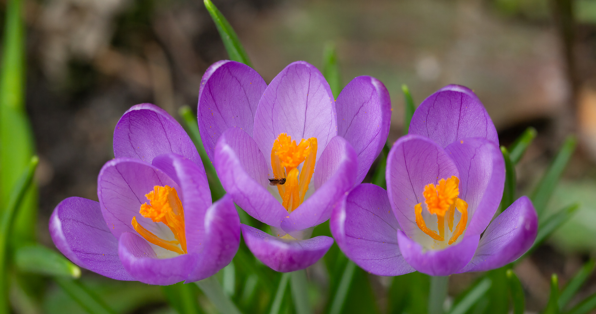 Wildbiene_im_Crocus