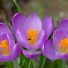 Wildbiene_im_Crocus