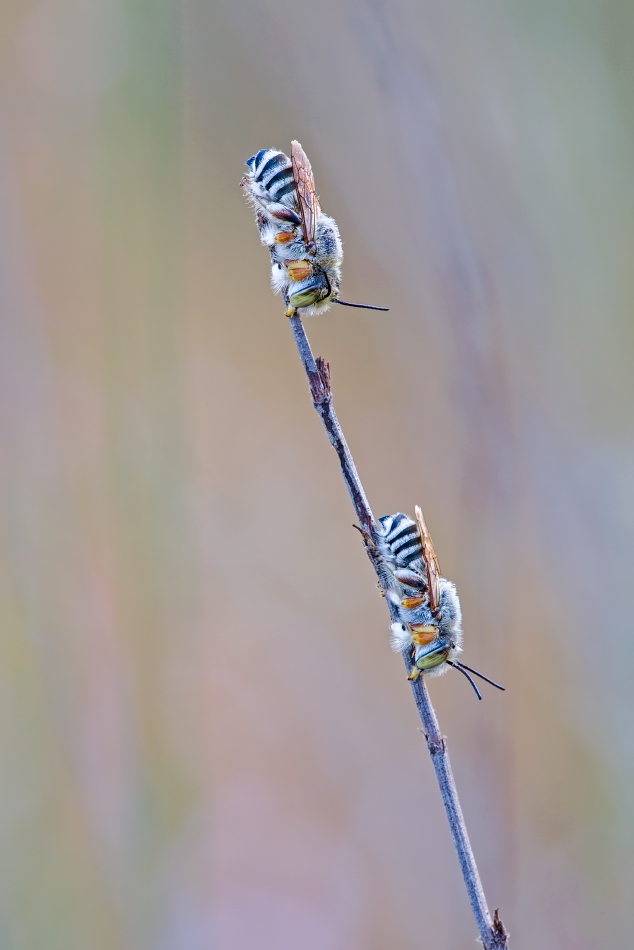 Wildbienen