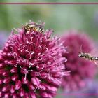 Wildbienen