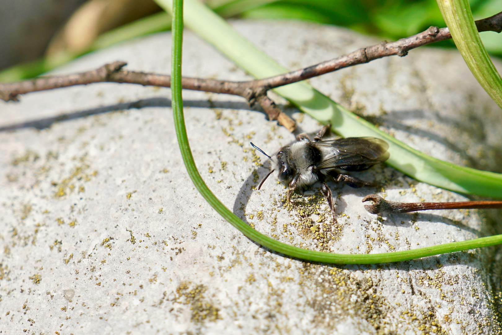 Wildbienen