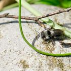 Wildbienen