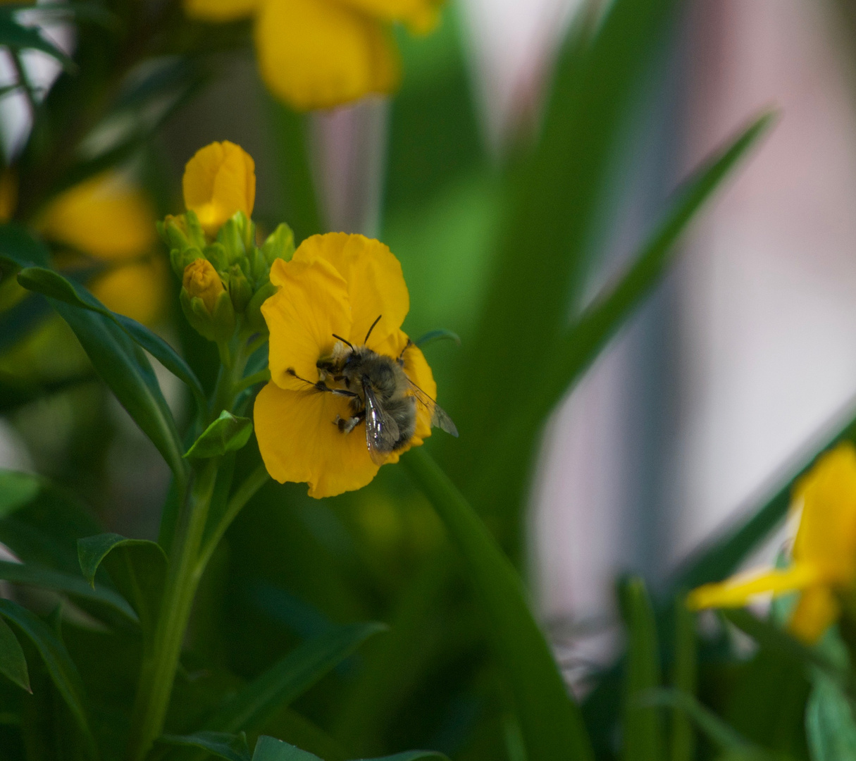 Wildbienen