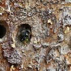 Wildbienen