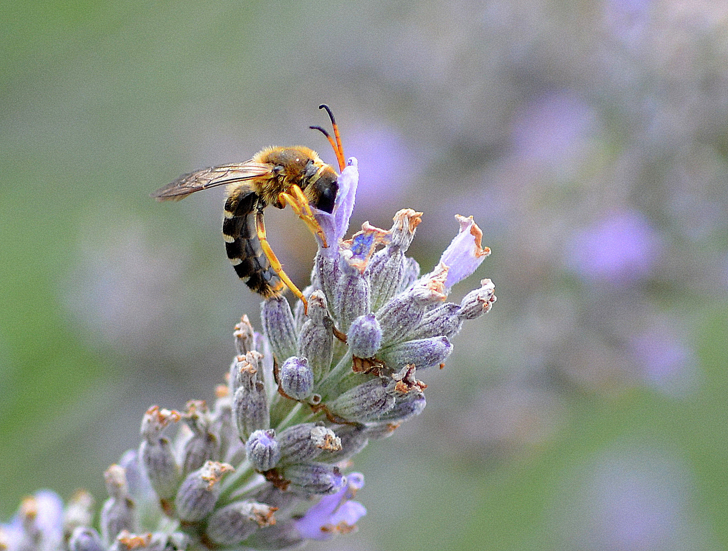 wildbienen