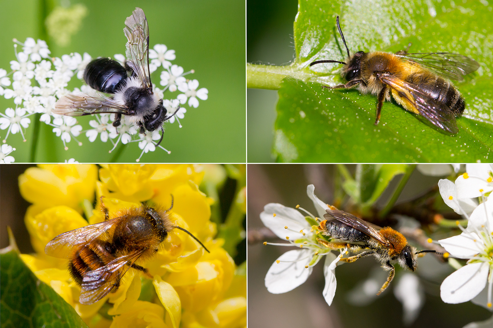 Wildbienen