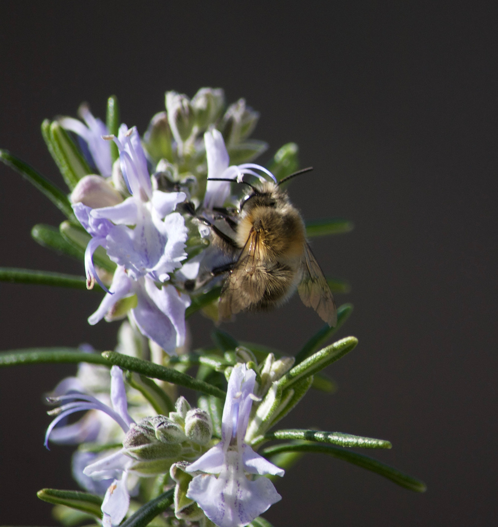 Wildbienen