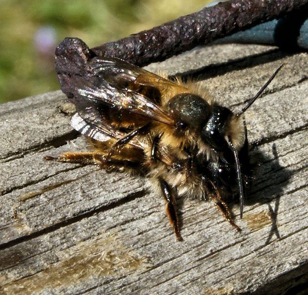 Wildbienen