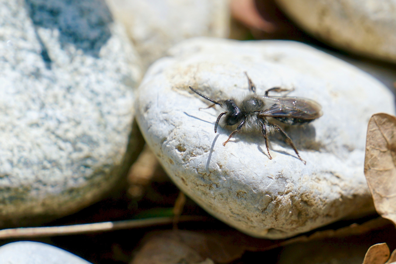 Wildbienen