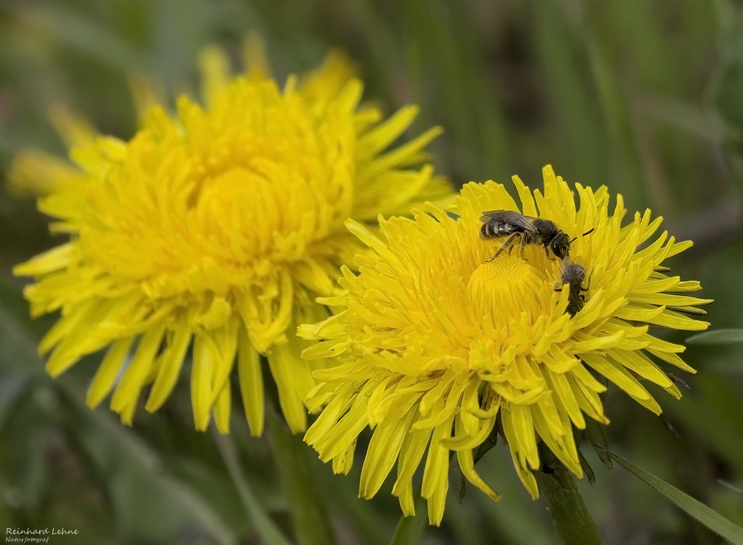   Wildbienen an Löwenzahn