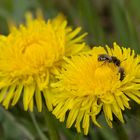   Wildbienen an Löwenzahn