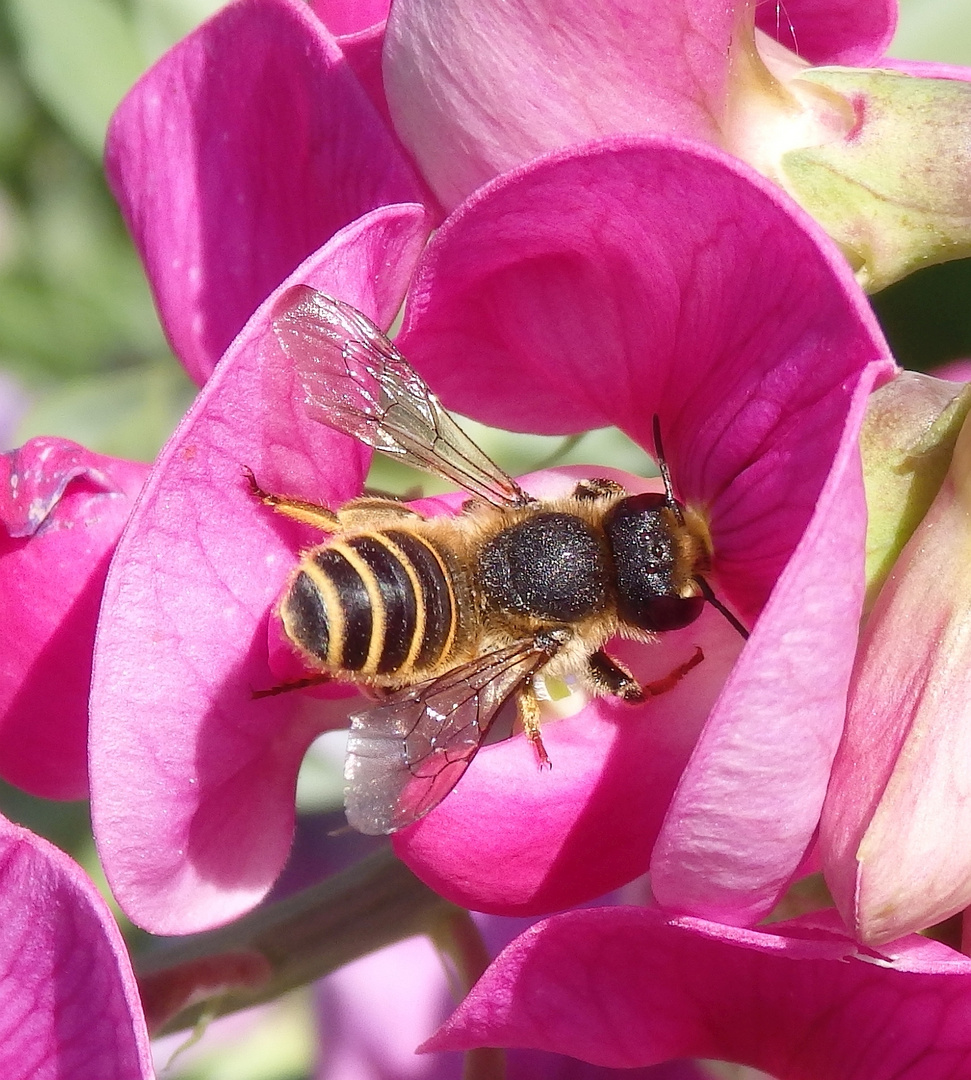 Wildbienen auf Nahrungssuche ....