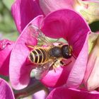 Wildbienen auf Nahrungssuche ....