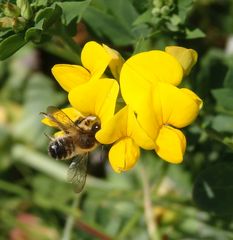 Wildbienen auf Nahrungssuche ....