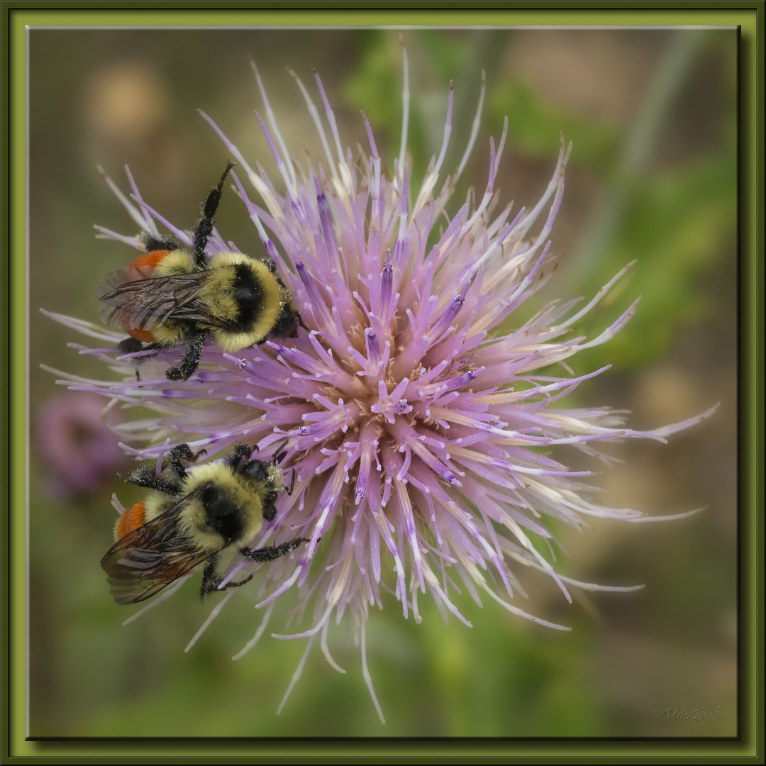 Wildbienen auf Wildblume