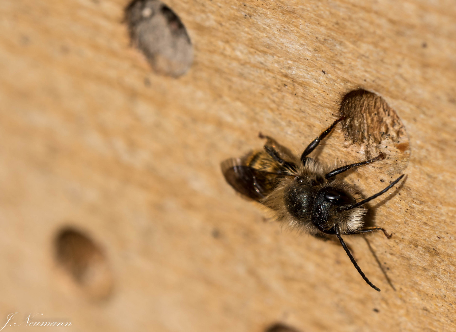 Wildbienen beim schlüpfen 2