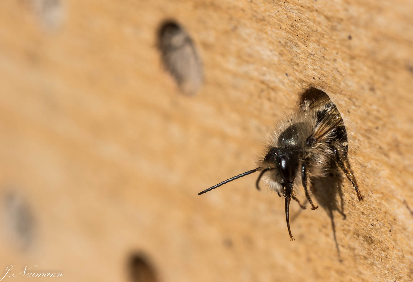 Wildbienen beim schlüpfen