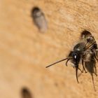 Wildbienen beim schlüpfen