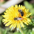 Wildbienen