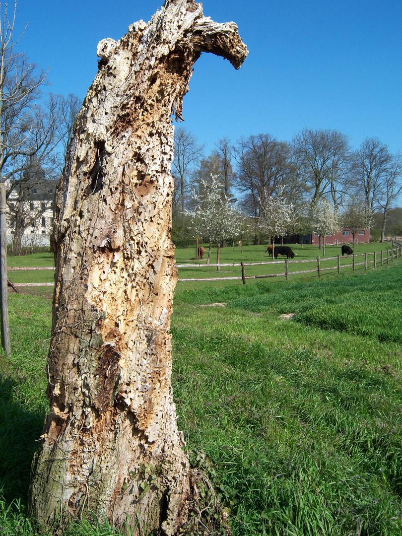 Wildbienen