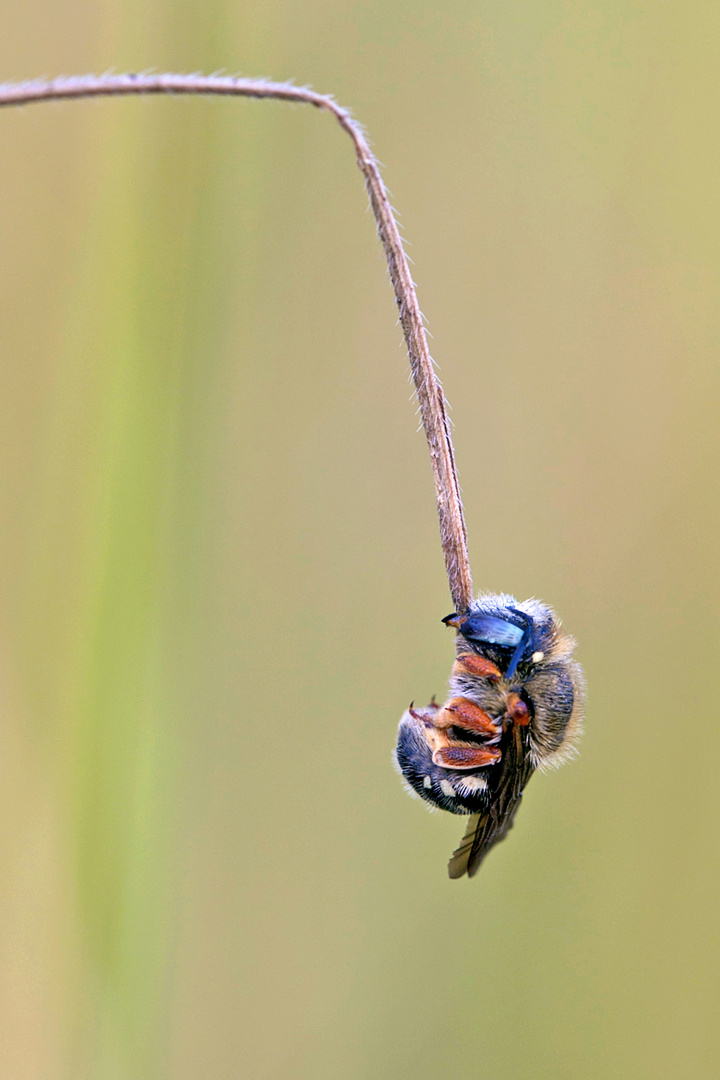 Wildbienen