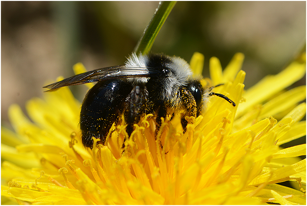 Wildbienen erfreuen mich . . .