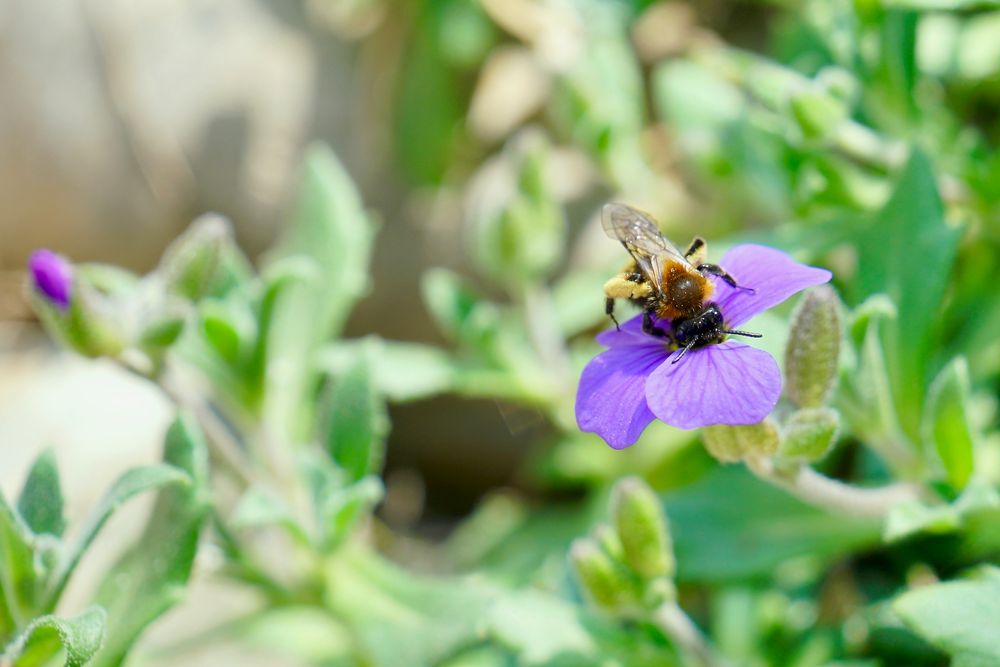 Wildbienen