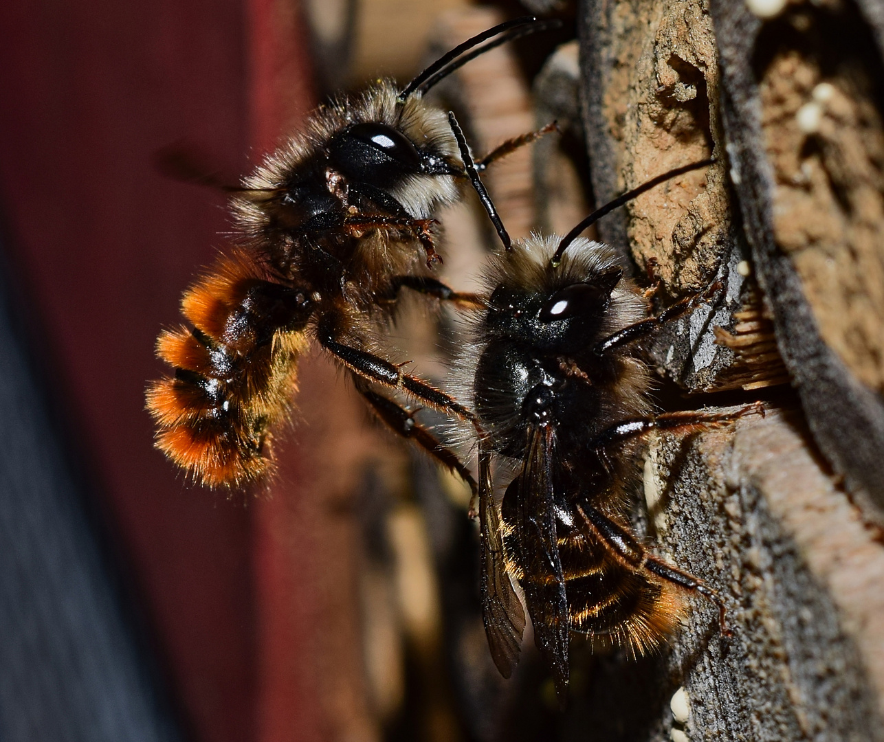 Wildbienen