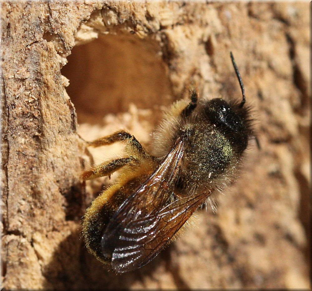 Wildbienen-Frau