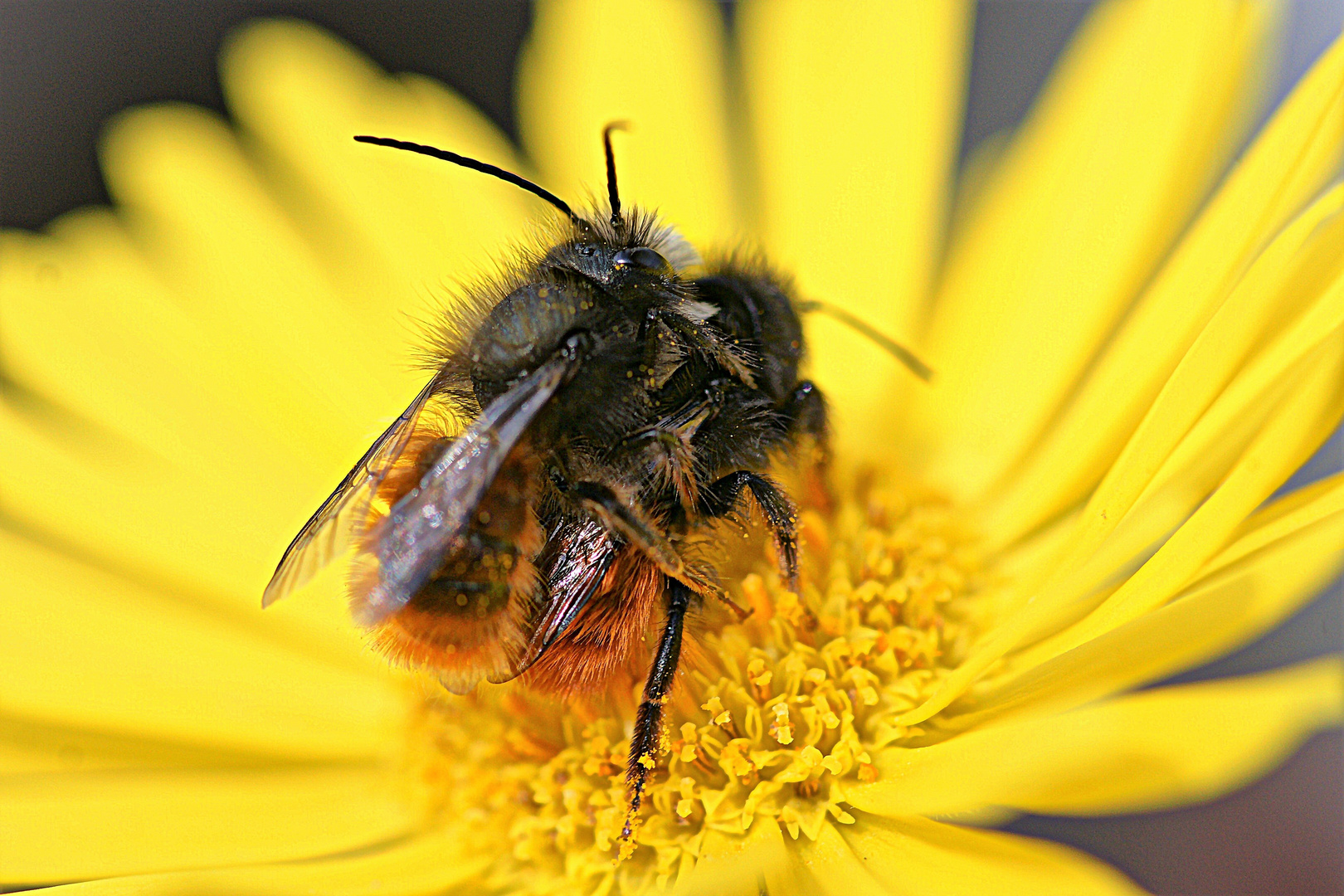 Wildbienen Frühling 03